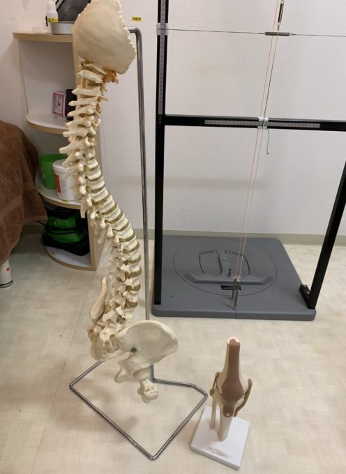 脊柱骨盤の模型を使って歪みの説明を行います